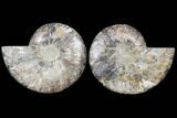 Cut & Polished Ammonite Fossil - Agatized #91184-1